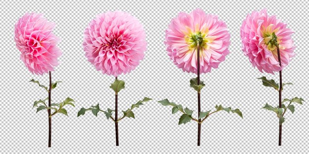 PSD ensemble de fleurs de dahlia rose qui fleurit sur fond blanc isolé. tracé de détourage d'objet floral.