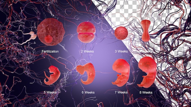 PSD estágios do desenvolvimento do embrião estágios do desenvolvimento fetal renderização 3d do calendário da gravidez