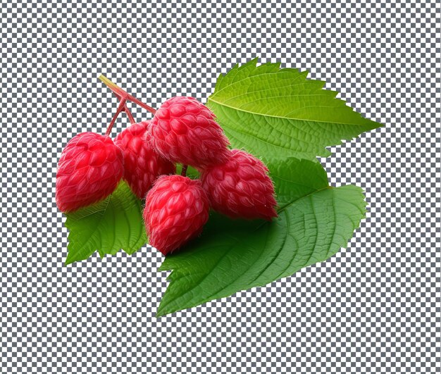 PSD feuilles de framboise naturelles et fraîches isolées sur fond transparent