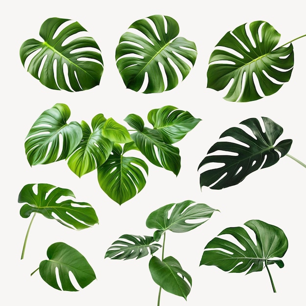 PSD les feuilles de monstera tropicales sont mises en place.