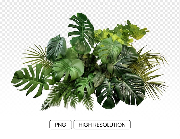 Feuilles tropicales feuillage plante jungle buisson floral