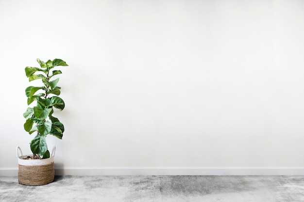 PSD fiddle leaf fig em um quarto