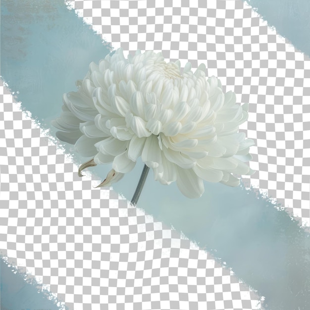 PSD une fleur blanche est devant une grille qui dit quot dahlia quot