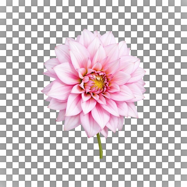 PSD fleur de dahlia rose détaillée