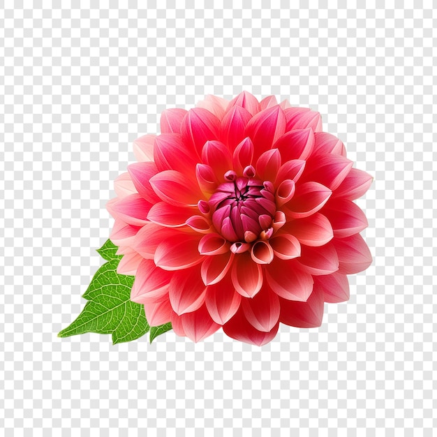 PSD fleur de dahlia rose avec une feuille isolée sur un fond transparent