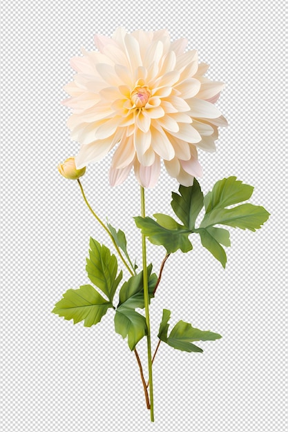 PSD fleur et feuille de dahlia sur fond blanc