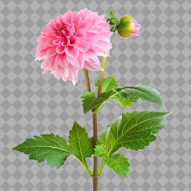 PSD une fleur rose avec une tige verte et un fond noir avec un fond blanc