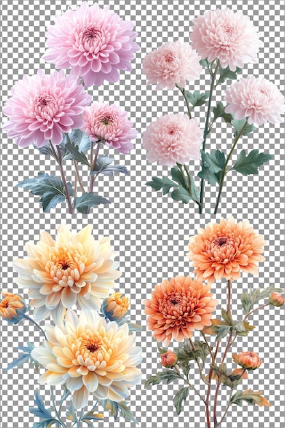 PSD fleurs de chrysanthème arrangement floral délicat et vibrant hyperréaliste isolé avec un t clair