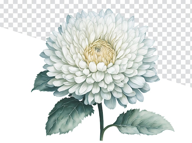 PSD fleurs sauvages élégance sur fond transparent chrysanthème blanc illustration aquarelle