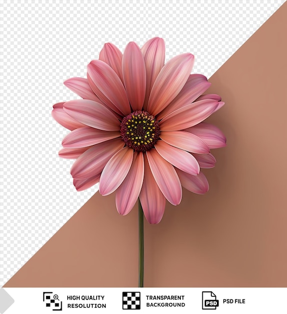 flor de cineraria com pétalas cor-de-rosa e brancas em um fundo rosa png psd