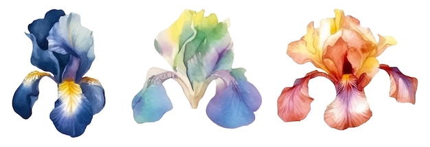 PSD flores de íris em aquarela coloridas