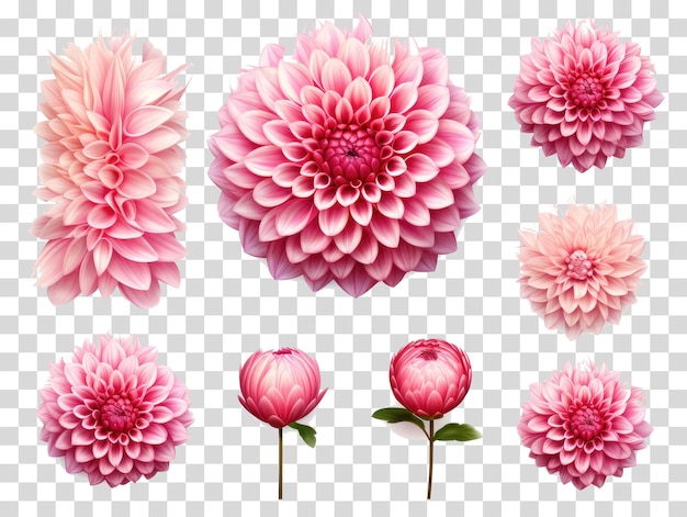 PSD fond de fleurs roses sur fond transparent illustration vectorielle