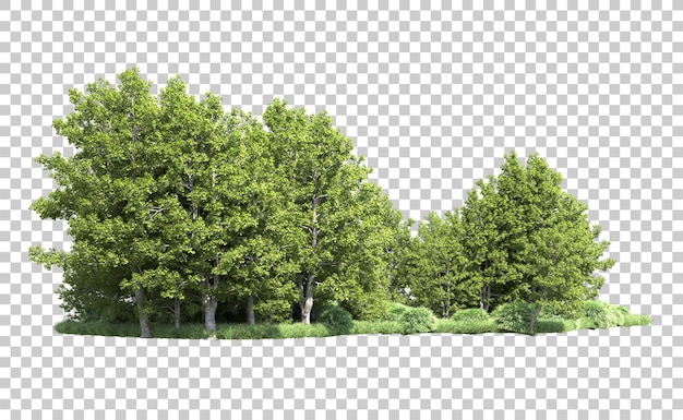 PSD forêt verte isolée sur le fond illustration de rendu 3d