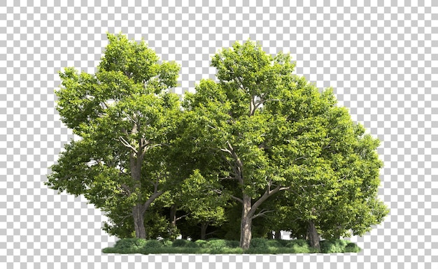 PSD forêt verte isolée sur le fond illustration de rendu 3d