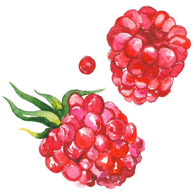 PSD framboise peinte à l'aquarelle éléments de conception d'aliments frais dessinés à la main isolés sur fond blanc