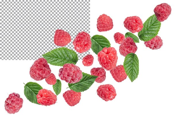 PSD framboises mûres fraîches volantes et feuilles vertes sur fond transparent