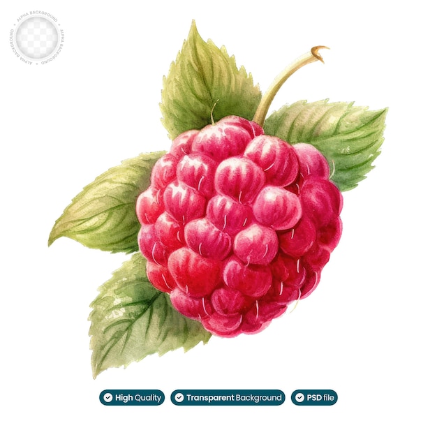 PSD le goût et l'arôme délicieux des framboises avec cette pièce d'aquarelle exquise