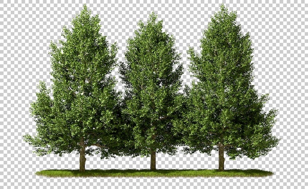 PSD groupe d'arbres verts découpés sur des prairies en 3d