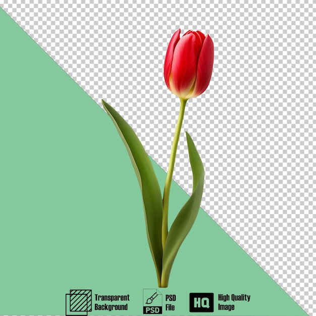 ícone de tulipa vermelha no fundo transparente 3