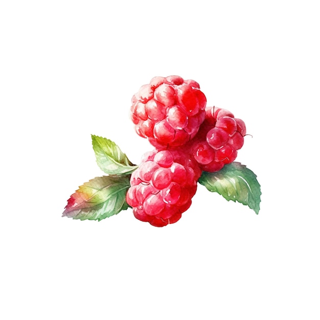 PSD illustration d'aquarelle de framboise élément de conception d'aliments frais dessiné à la main isolé sur un fond blanc