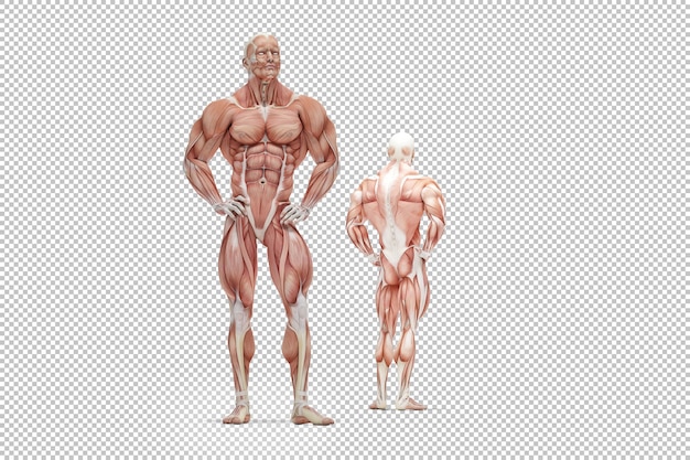 PSD illustrazione del rendering di anatomia del muscolo umano