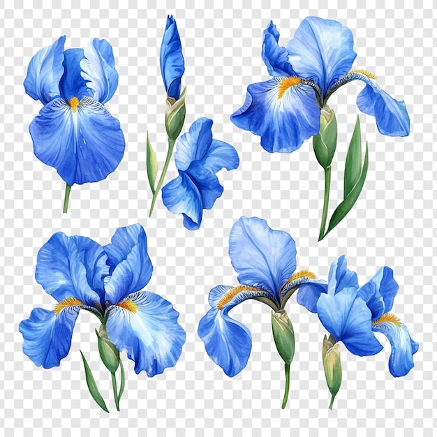 PSD ilustração em aquarela de flores de íris azuis