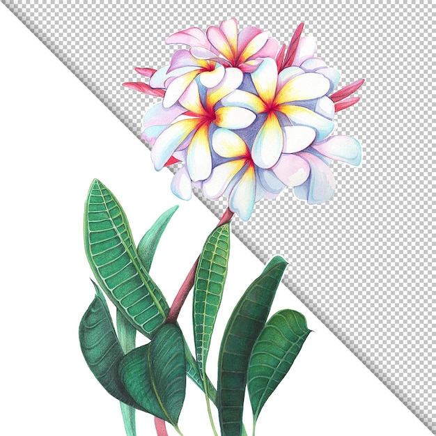 PSD ilustração isolada de plumeria frangipani de flor em aquarela elemento de design