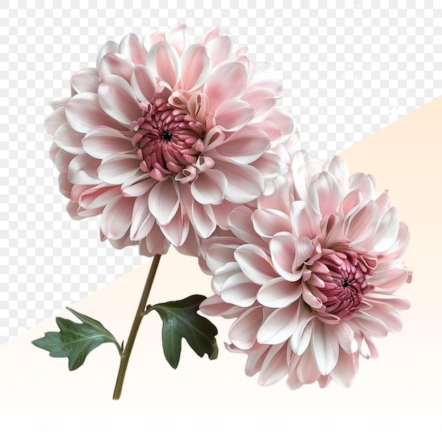 PSD une image de fleurs sur un fond transparent