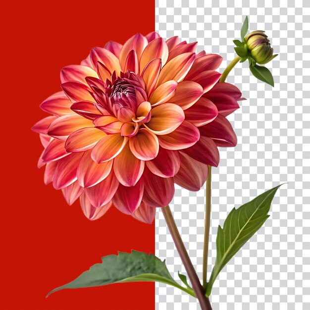 PSD des images de fleurs de dahlia avec des arrière-plans transparents