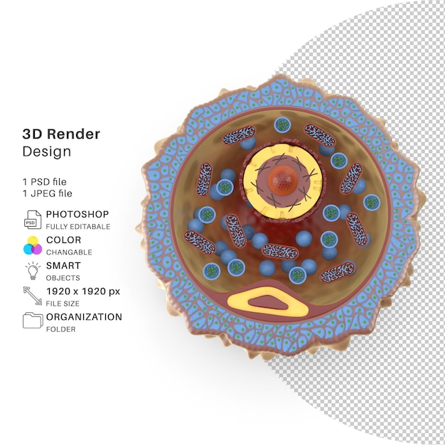 Menschliche Eizelle 3D-Modellierung PSD-Datei Realistische menschliche Eizelle