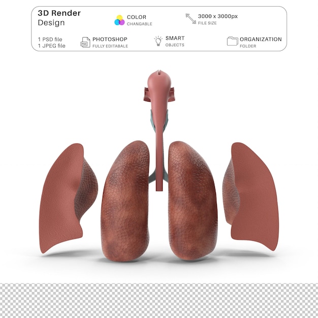 PSD modèle anatomique du système respiratoire humain modélisation 3d du fichier psd anatomie humaine réaliste