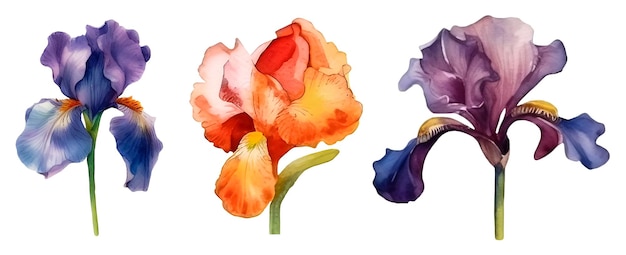 PSD pacote de flores de íris em aquarela