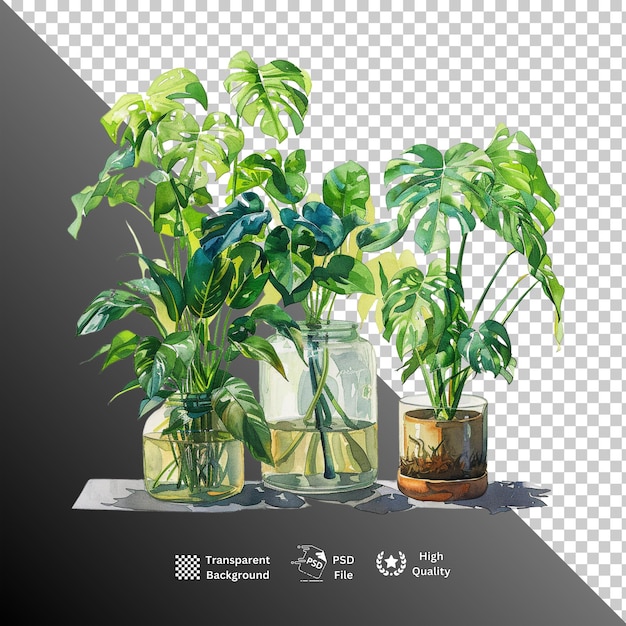 PSD plantas isoladas em fundo transparente