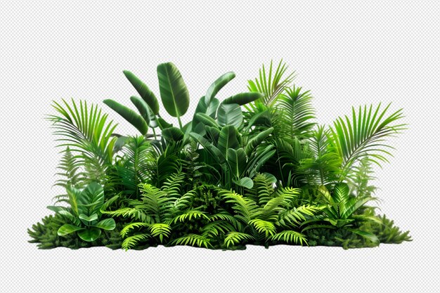 Plantes tropicales sur un fond transparent