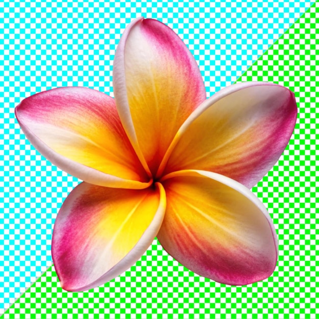 PSD plumeria em fundo branco