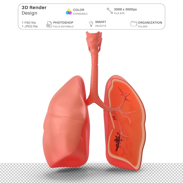 PSD des poumons humains en 3d, un fichier psd d'anatomie humaine réaliste