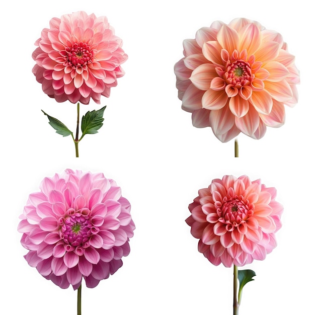 PSD quatre belles fleurs de dahlia dans des teintes roses et pêche