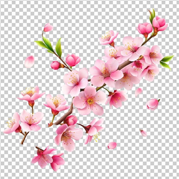 ramo com belas flores de sakura e caindo em fundo transparente