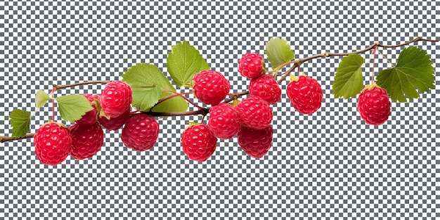 PSD raspberries naturelles et fraîches isolées sur un fond transparent