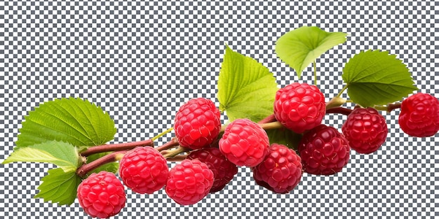 PSD raspberries naturelles et fraîches isolées sur un fond transparent