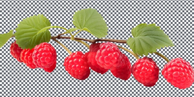 PSD raspberries naturelles et fraîches isolées sur un fond transparent