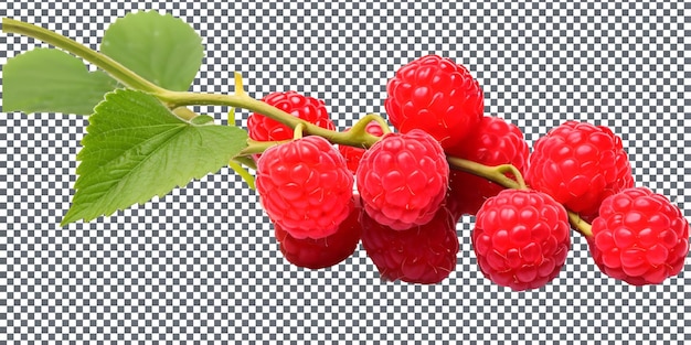 PSD raspberries naturelles et fraîches isolées sur un fond transparent