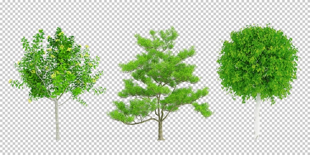 PSD rendu 3d de plantes isométriques