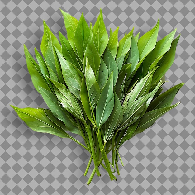 Sceau des Salomons Type d'herbe Polygonatum Biflorum Forme d' herbe Objet isolé sur un fond propre