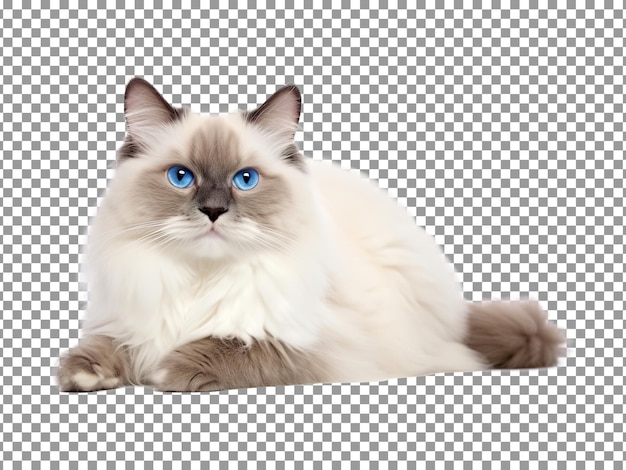 Schöne Ragdoll-Katzenrasse isoliert auf transparentem Hintergrund