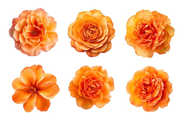 PSD sélection de diverses fleurs de couleur orange isolées sur fond transparent