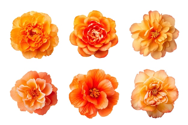 PSD sélection de diverses fleurs de couleur orange isolées sur fond transparent