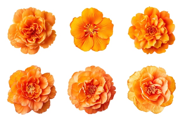 PSD sélection de diverses fleurs de couleur orange isolées sur fond transparent