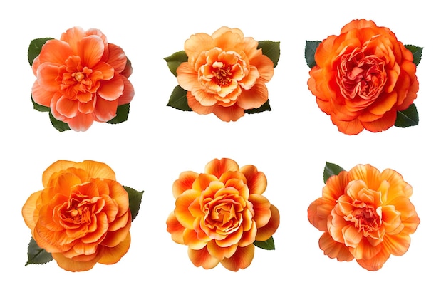 PSD sélection de diverses fleurs de couleur orange isolées sur fond transparent