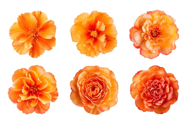 PSD sélection de diverses fleurs de couleur orange isolées sur fond transparent